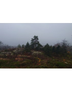 Bushcraft-verktyg